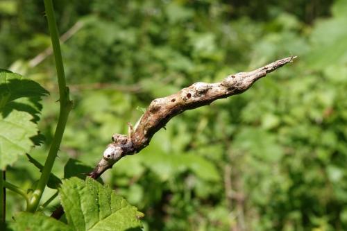 Diastrophus rubi